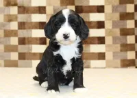 Fairy, a female Cavapoo and Miniature Bernedoodle for sale in Denver, PA – 6 of 7