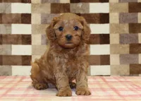 Dolly, a female Cavapoo for sale in Denver, PA – 7 of 8