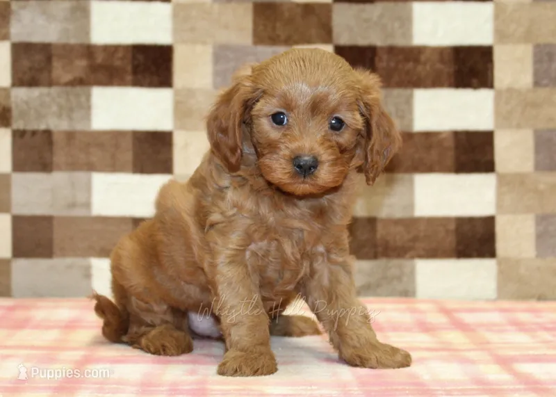 George – Cavapoo puppy for sale in Denver, PA