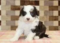 Hershey, a male Miniature Bernedoodle for sale in Denver, PA – 4 of 4