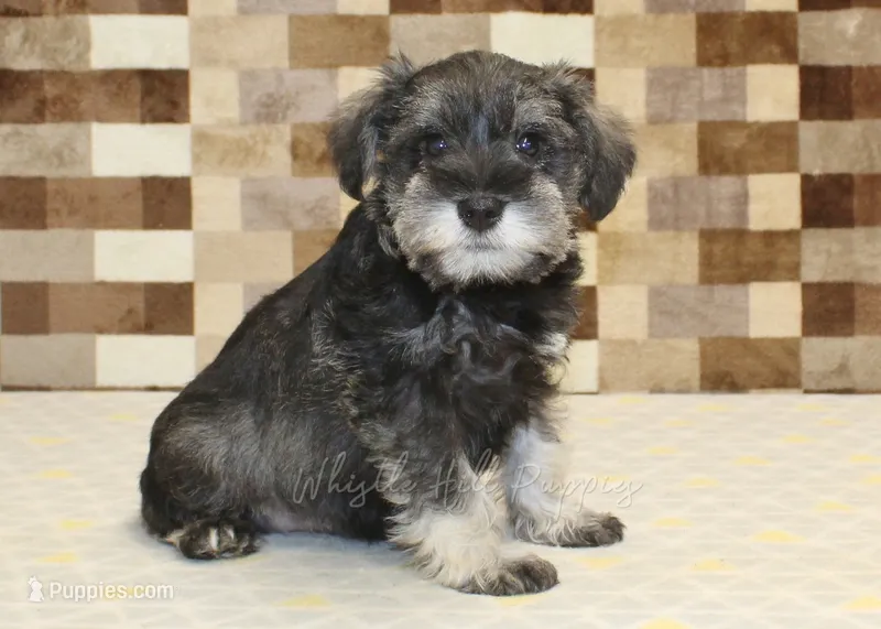 Tucker – Miniature Schnauzer puppy for sale in Denver, PA