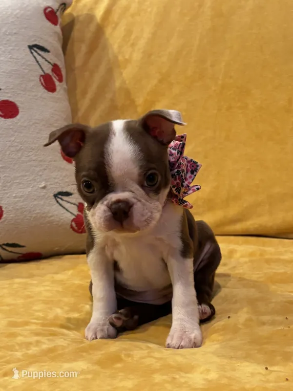 Dotti – Boston Terrier puppy for sale in Hallsville, TX
