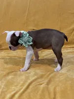 Tinker Belle, a female Boston Terrier for sale in Hallsville, TX – 2 of 4