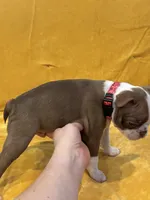 Leon, a male Boston Terrier for sale in Hallsville, TX – 3 of 4