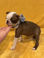 Philly , a female Boston Terrier for sale in Hallsville, TX – 2 of 4