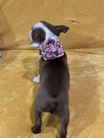 Dotti, a female Boston Terrier for sale in Hallsville, TX – 3 of 4