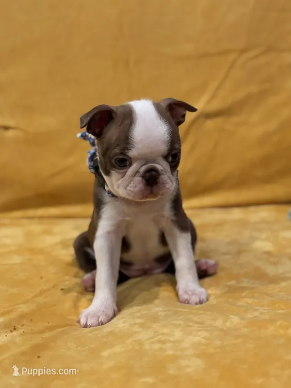 Philly  – Boston Terrier puppy for sale in Hallsville, TX