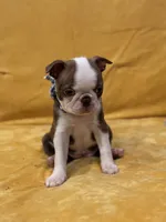 Philly , a female Boston Terrier for sale in Hallsville, TX – 1 of 4