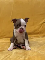 Leon, a male Boston Terrier for sale in Hallsville, TX – 2 of 4