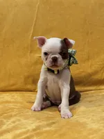 Tinker Belle, a female Boston Terrier for sale in Hallsville, TX – 3 of 4