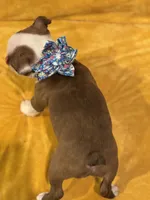 Philly , a female Boston Terrier for sale in Hallsville, TX – 3 of 4