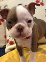 Leon, a male Boston Terrier for sale in Hallsville, TX – 1 of 4