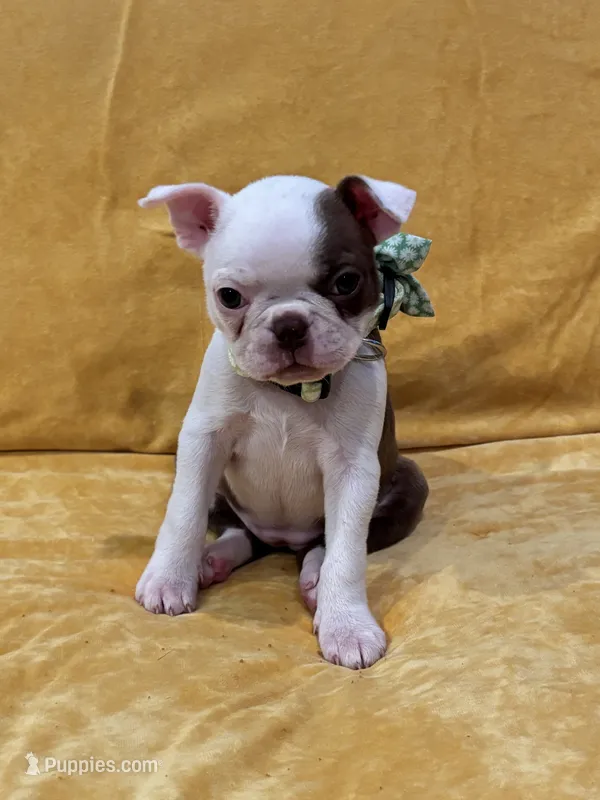 Tinker Belle – Boston Terrier puppy for sale in Hallsville, TX