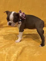 Dotti, a female Boston Terrier for sale in Hallsville, TX – 2 of 4