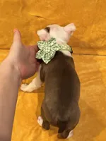 Tinker Belle, a female Boston Terrier for sale in Hallsville, TX – 4 of 4