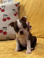 Dotti, a female Boston Terrier for sale in Hallsville, TX – 4 of 4