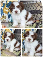 shih tzu and poodle mix, a male Poodle - Multi-Colored Standard and Shih Tzu for sale in Tracy, CA – 3 of 4