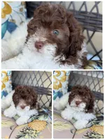 shih tzu and poodle mix, a male Poodle - Multi-Colored Standard and Shih Tzu for sale in Tracy, CA – 1 of 4