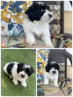 shih tzu and poodle mix, a male Poodle - Multi-Colored Standard and Shih Tzu for sale in Tracy, CA – 2 of 4