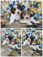 shih tzu and poodle mix, a male Poodle - Multi-Colored Standard and Shih Tzu for sale in Tracy, CA – 4 of 4