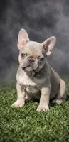 Ivory, a female French Bulldog for sale in Charlotte, NC – Photo 3 of 5