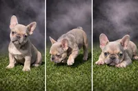 Ivory, a female French Bulldog for sale in Charlotte, NC – Photo 5 of 5