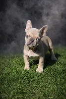 Ivory, a female French Bulldog for sale in Charlotte, NC – Photo 4 of 5