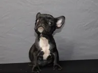 Ebony , a female French Bulldog for sale in Charlotte, NC – Photo 3 of 7