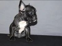 Ebony , a female French Bulldog for sale in Charlotte, NC – Photo 6 of 7