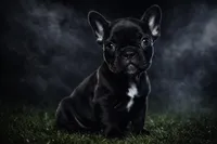 Ebony , a female French Bulldog for sale in Charlotte, NC – Photo 1 of 7