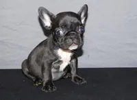 Ebony , a female French Bulldog for sale in Charlotte, NC – Photo 5 of 7