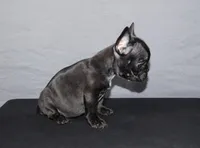 Ebony , a female French Bulldog for sale in Charlotte, NC – Photo 7 of 7