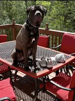 Adonis , a male Cane Corso for sale in Charlotte, NC – Photo 1 of 3