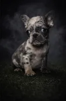 Marble , a female French Bulldog for sale in Charlotte, NC – Photo 1 of 4