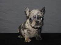 Marble , a female French Bulldog for sale in Charlotte, NC – Photo 2 of 4
