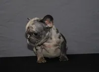 Marble , a female French Bulldog for sale in Charlotte, NC – Photo 4 of 4