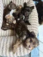 Truffle, a male Yorkshire Terrier for sale in Morrisville, PA – 2 of 5