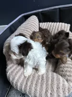 Cookies & Cream , a male Yorkshire Terrier for sale in Morrisville, PA – 3 of 10