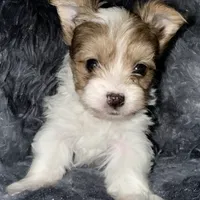 Blaze, a male Yorkshire Terrier for sale in Morrisville, PA – Photo 5 of 10