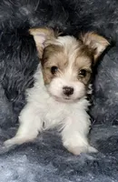 Blaze, a male Yorkshire Terrier for sale in Morrisville, PA – Photo 1 of 6