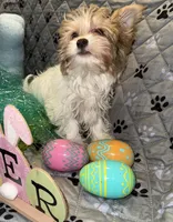 Blaze, a male Yorkshire Terrier for sale in Morrisville, PA – Photo 2 of 10