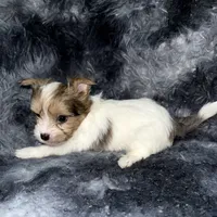 Blaze, a male Yorkshire Terrier for sale in Morrisville, PA – Photo 10 of 10