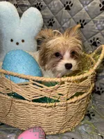 Blaze, a male Yorkshire Terrier for sale in Morrisville, PA – Photo 3 of 10