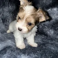 Blaze, a male Yorkshire Terrier for sale in Morrisville, PA – Photo 7 of 10