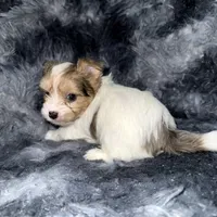 Blaze, a male Yorkshire Terrier for sale in Morrisville, PA – Photo 6 of 10