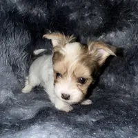 Blaze, a male Yorkshire Terrier for sale in Morrisville, PA – Photo 8 of 10