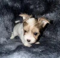 Blaze, a male Yorkshire Terrier for sale in Morrisville, PA – Photo 4 of 6