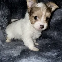 Blaze, a male Yorkshire Terrier for sale in Morrisville, PA – Photo 9 of 10