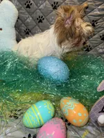 Blaze, a male Yorkshire Terrier for sale in Morrisville, PA – Photo 4 of 10