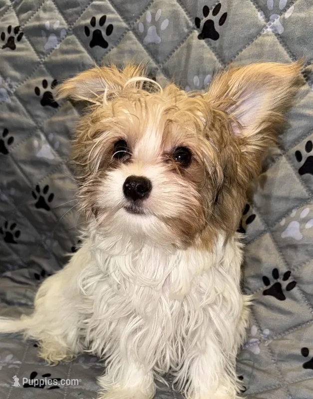 Blaze – Yorkshire Terrier puppy for sale in Morrisville, PA